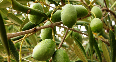 Aceitunas en el árbol 