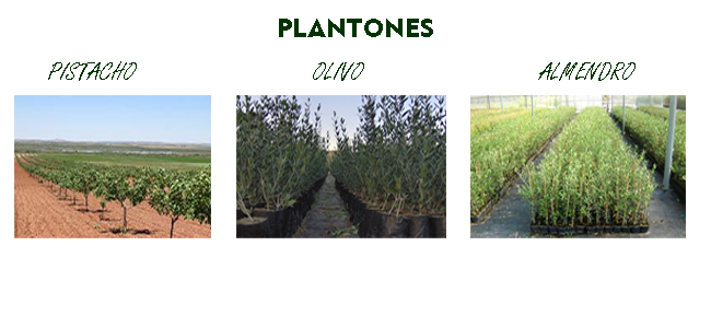 Plantones -Almendro - Pistacho - Olivo Chitrana